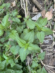 Urtica incisa