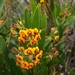 Daviesia corymbosa - Photo (c) Shelomi Doyle, algunos derechos reservados (CC BY-NC), subido por Shelomi Doyle