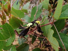 Kennedia nigricans