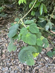 Dendrocnide moroides