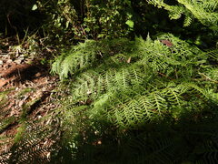Pteris