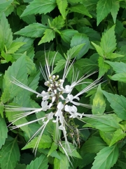 Orthosiphon aristatus