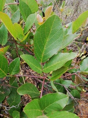 Kennedia nigricans