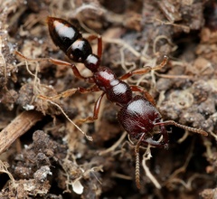 Amblyopone australis