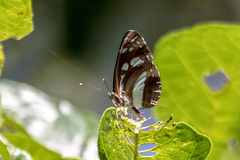 Phaedyma shepherdi