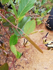 Kennedia nigricans