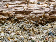 Anoteropsis litoralis