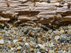 Anoteropsis litoralis