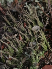 Cladonia squamosa
