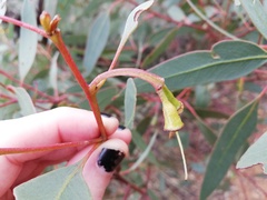 Eucalyptus occidentalis