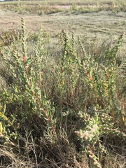 Suaeda maritima