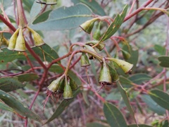Eucalyptus occidentalis