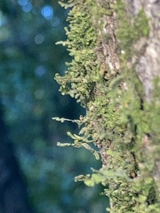 Porella platyphylla