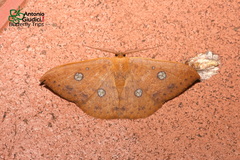 Agnidra discispilaria