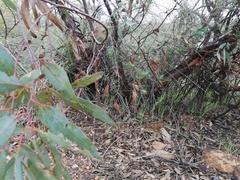 Eucalyptus occidentalis