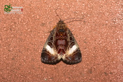 Sarbanissa transiens