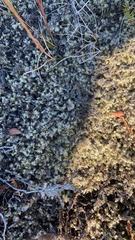 Racomitrium lanuginosum