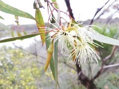 Eucalyptus occidentalis