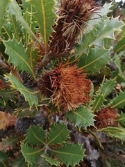 Banksia heliantha