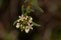 Monotaxis bracteata