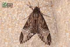 Psilogramma discistriga