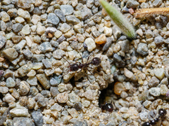 Chelaner antarcticus