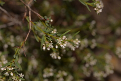 Monotaxis bracteata