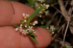 Monotaxis bracteata