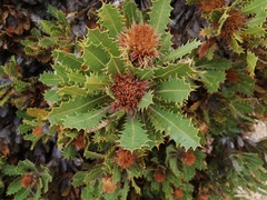 Banksia heliantha