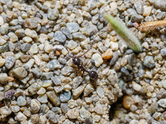 Chelaner antarcticus