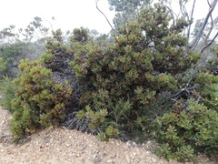 Banksia heliantha