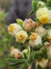 Hermannia hyssopifolia
