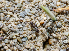 Chelaner antarcticus