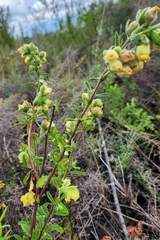 Hermannia hyssopifolia
