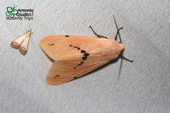Spilosoma comma