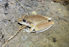 Litoria spaldingi