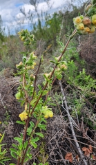 Hermannia hyssopifolia