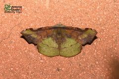 Fascellina inornata