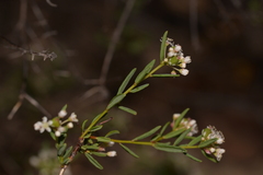 Monotaxis bracteata