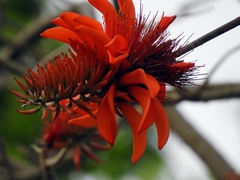 Erythrina variegata
