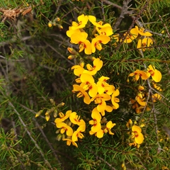 Dillwynia retorta
