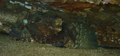 Batrachomoeus dubius