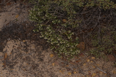 Monotaxis bracteata