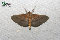 Filodes fulvidorsalis