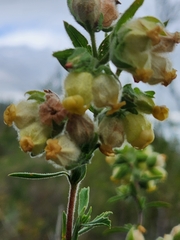 Hermannia hyssopifolia