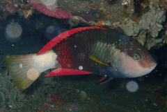 Notolabrus gymnogenis