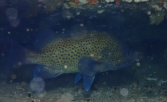 Acanthistius ocellatus