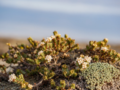 Pimelea prostrata