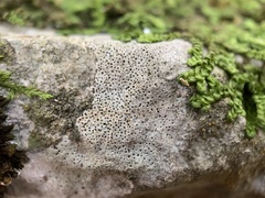 Bagliettoa baldensis