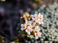 Pimelea prostrata